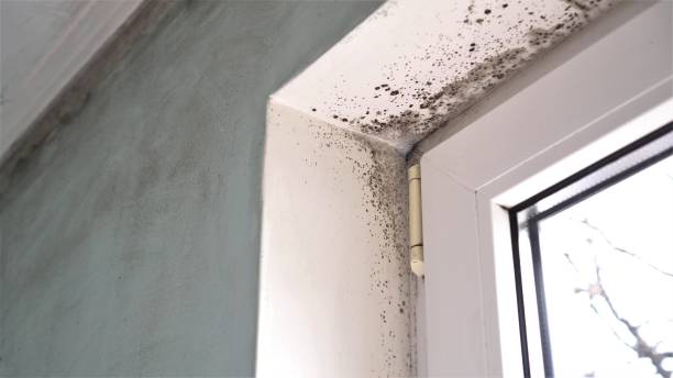 Best Real Estate Mold Inspection  in Bandon, OR