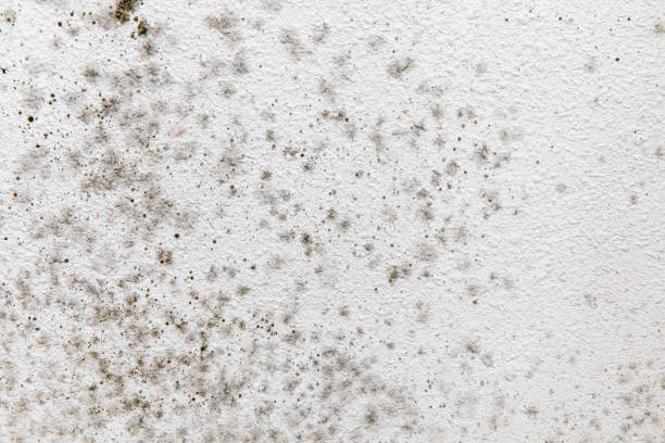 Best Dehumidification Services  in Bandon, OR