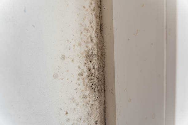 Best Residential Mold Inspection & Testing  in Bandon, OR