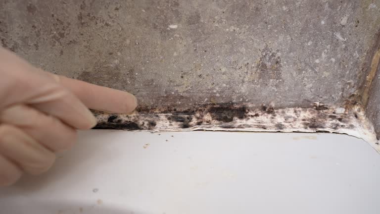 Best Comprehensive Air Testing for Mold Contaminants  in Bandon, OR
